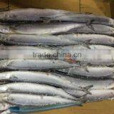 Frozen Pacific Saury, thumbnail-2