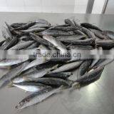 Frozen IQF Muroaji thumbnail-2