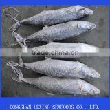 Frozen Spanish Mackerel