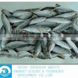China Frozen Horse Mackerel Fish IQF Horse Mackerel thumbnail-3