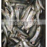 New Landing Frozen Fresh Unprocessed HGT Sardine thumbnail-2