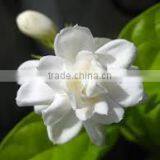 Agra Boutique Taiwan Pure Jasmine Tea Fujian Jasmine Tea Brands thumbnail-6