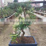 Podocarpus Macrophyllus Bosnai thumbnail-4