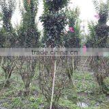 Lagerstroemia Indica Bottle Gourd and Cage Shape Trees thumbnail-2