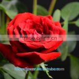 Export Fresh Cut Rose Flowers Carola Roses Fresh Cut Flowers Colombia thumbnail-1