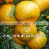 Citrus Fruits Orange Export Company thumbnail-2
