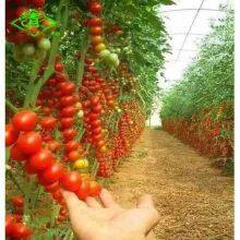 Wholesale Polyethylene Greenhouse Covering Film With High Quality thumbnail-2