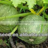 Extremely Early Squash Seed Variety for Sale