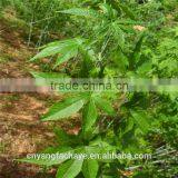 High Quality Natural Flavor Sweet Green Tea thumbnail-1