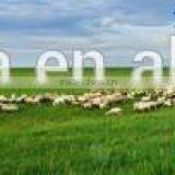 Solar Power Farm Electric Fence Energizer for Cattle,cows,lamb,horse thumbnail-2