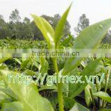 Green Tea in Moc Chau thumbnail-1