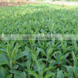 Kosher Supplier Price Organic Stevia Sweetener thumbnail-5