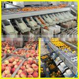 High Efficiency Round Fruit Sorting Grading Machine [customize Accepted] thumbnail-2