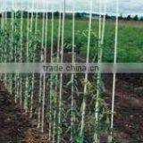Fiberglass Grape Supporting Stakes thumbnail-1