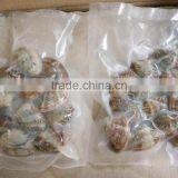 VACCUM CLAM WITH SHELL IN PLAIN BAG IN ANY WEIGHT thumbnail-1