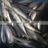 Whole Round Frozen Seafood Horse Mackerel Fish thumbnail-4