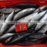 (300-500g) Bonito thumbnail-1