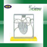 Biology Anatomical Human Heart Model