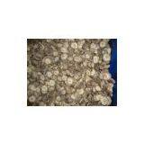 Frozen Shiitake Mushroom (whole,quarter,slice) thumbnail-2