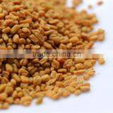 Best Quality Indian Fenugreek Seeds - Machine Clean