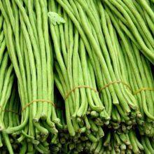 Wide Adaptability Early Maturity Four Seasons Long Green Bean Seeds for Planting thumbnail-3