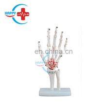HC-S223 Natural life-size human hand joint model human hand joint skeleton for medical science teaching