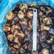 Shiitake in Brine thumbnail-1