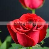 Color Carola Table Centerpieces Single Rose thumbnail-5