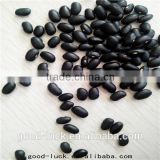 black kidney beans small size