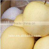 Pommes Golden Delicious/royal Chinese Delicious Juicy Apples in 2011 thumbnail-1