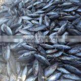 Frozen Skipjack Tuna 4kg up HACCP Seafood whole round auxis thazard Light Catch land frozen (skype:ste.nanking)