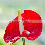 Wholesale Cheap Colorful Fresh Anthurium As Gifts Anthuriums Flowers And Plants