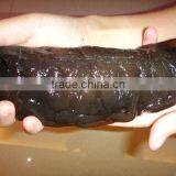 FROZEN CLEANED SEA CUCUMBER thumbnail-3