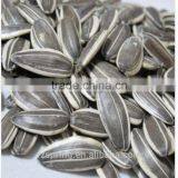 BLACK SUNFLOWER SEEDS thumbnail-4