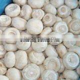 Good Quality Frozen IQF King Oyster Mushroom Pieces thumbnail-3