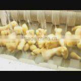 MSTP-80 Potato Carrot Vegetable Root Washing and Peeling Machine thumbnail-5