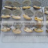 Cooked V-packed short necked clam