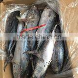 2016 New Frozen Bonito Tuna 200-300g thumbnail-3