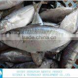 Sea Foood Big Eye Frozen Horse Mackerel thumbnail-3