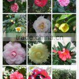 Camellia Varieties thumbnail-1