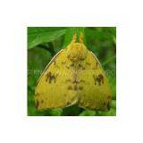Male Silk Moth Extract thumbnail-1