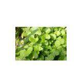 Centella Asiatica Extract