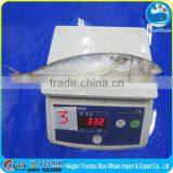 Cold Sea Water Frozen Pacific Mackerel