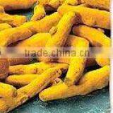 Turmeric Fingers