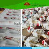 Hot Sale School Use Dog Ear Anatomy Model for Vet thumbnail-6