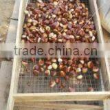 High Quality 5kg Gunny Bag Fresh Chinese Chestnut for Jordan thumbnail-5