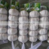 fresh normal white jinxiang Garlic