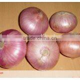 2015 Fresh Red and Yellow Onions With Lowest Price thumbnail-1