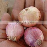 Pickle Onion for Export 2016