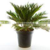 Low price Fujian nursery Cycas revoluta